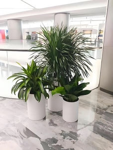 宁波海曙花木出租价格 宁波海曙花木出租价格